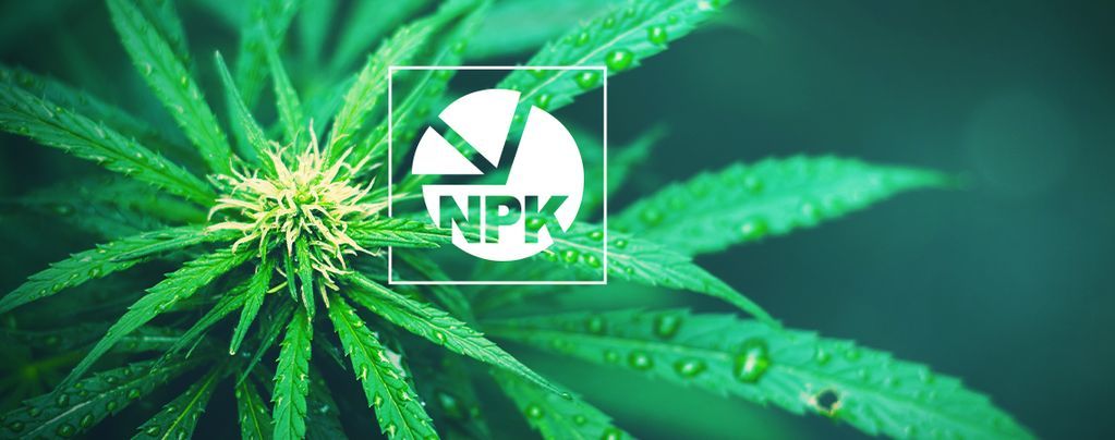 NPK: qual a proporção ideal para cultivar canábis