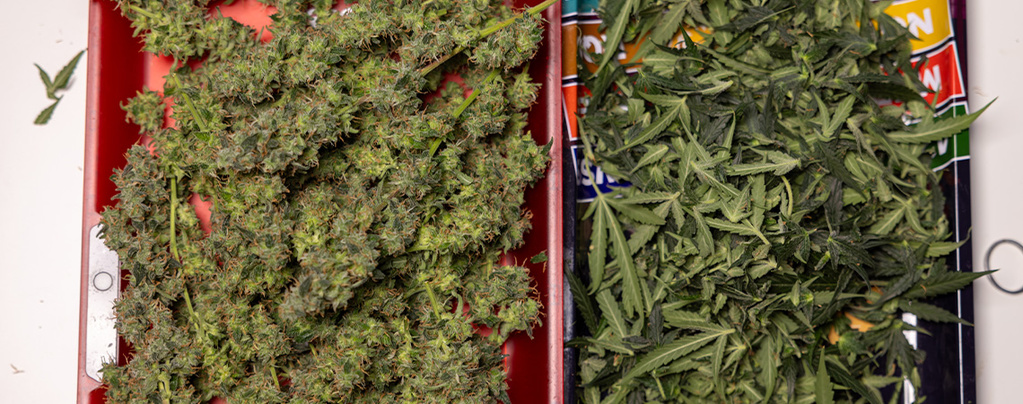 O que fazer com folhas de leque e restos de poda