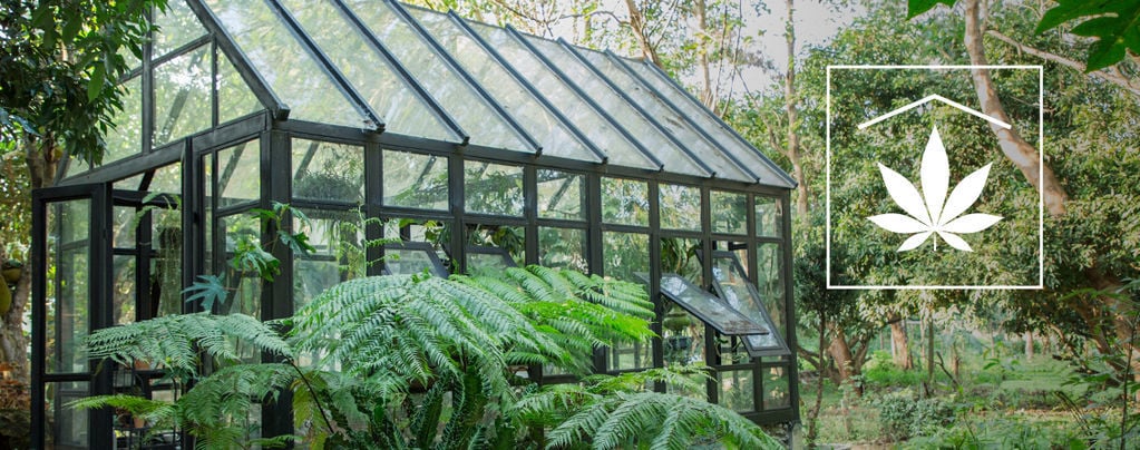 Como disfarçar as suas plantas de canábis no exterior