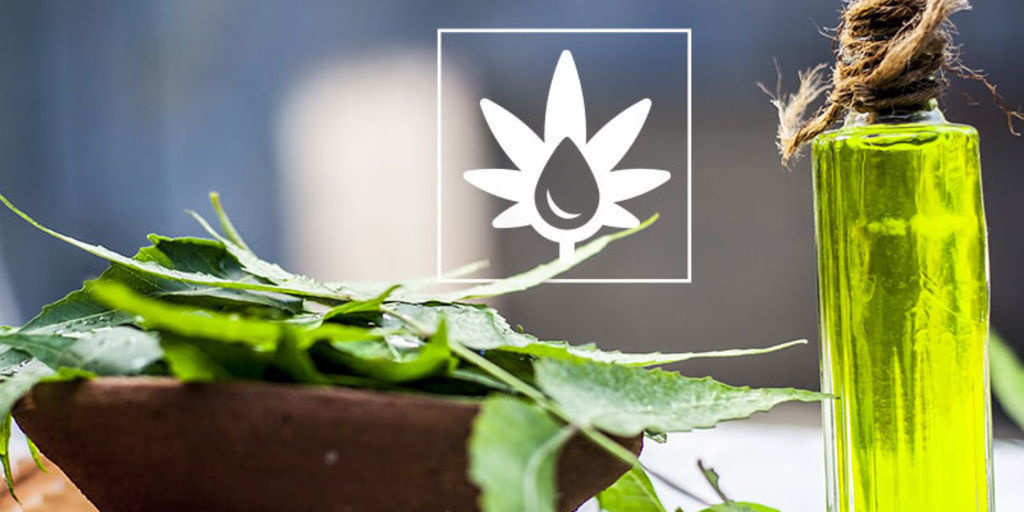 Como usar óleo de neem na sala de cultivo