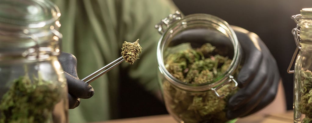 Como conservar erva corretamente