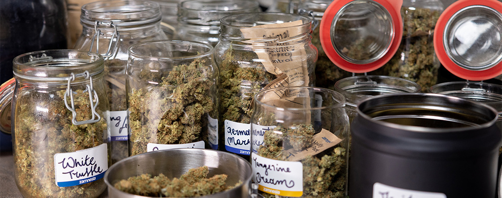 Como curar a sua cannabis