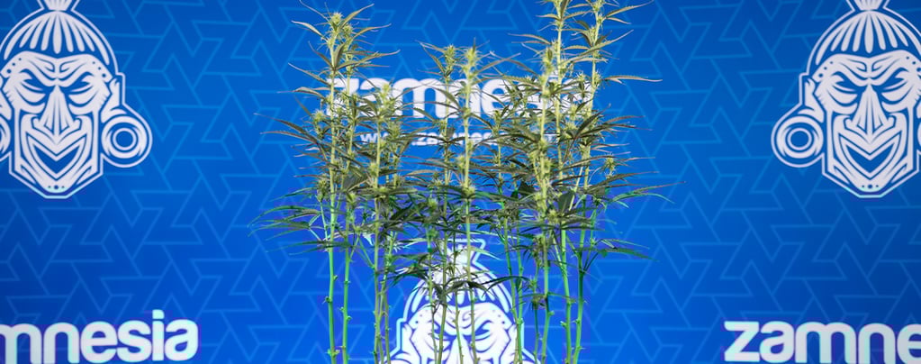 Desfolha da cannabis: tudo o que precisa de saber