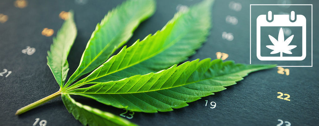 Calendário de cultivo de canábis no exterior da Zamnesia