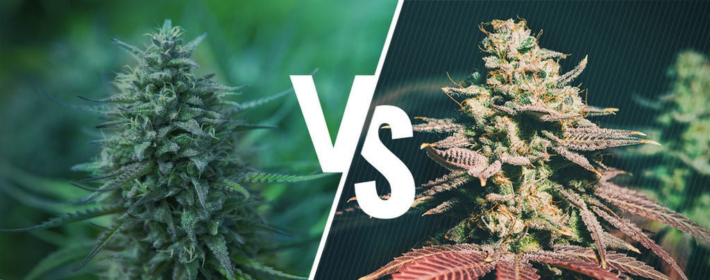 Cannabis fotoperiódica vs. automática: qual é a melhor opção para si?