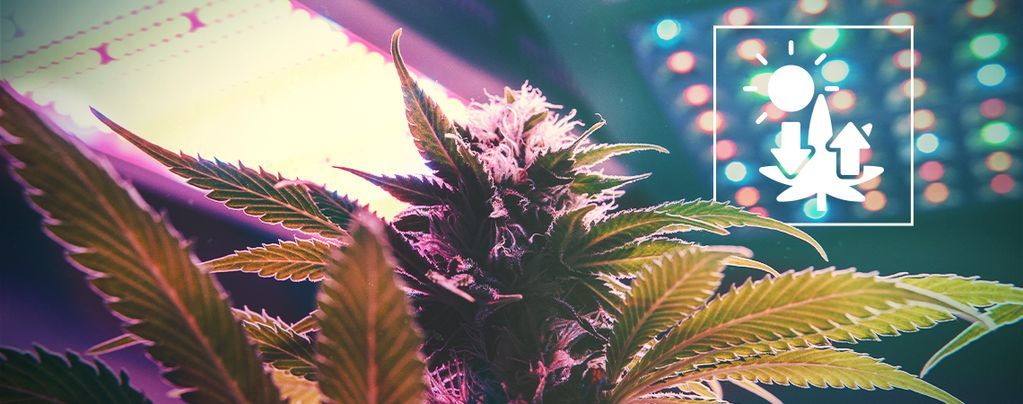Cannabis e fotossíntese