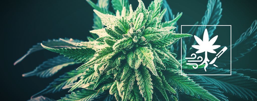 Como aumentar os rendimentos da canábis com a poda das raízes