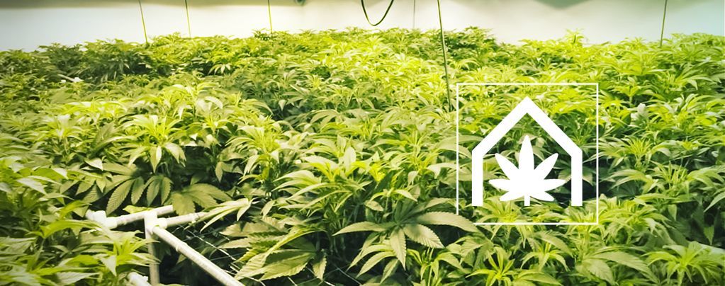 Como criar e manter o espaço de cultivo de canábis perfeito