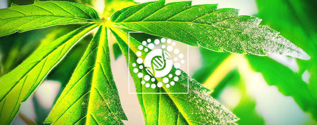 Tudo sobre o pólen e o cruzamento de cannabis