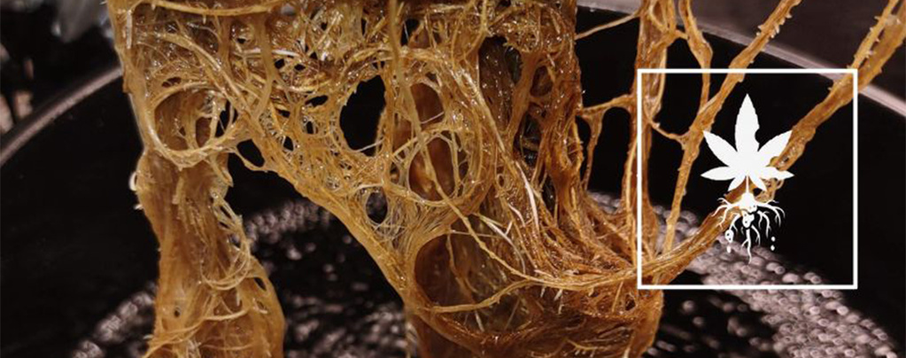 Como identificar e tratar a podridão radicular na canábis