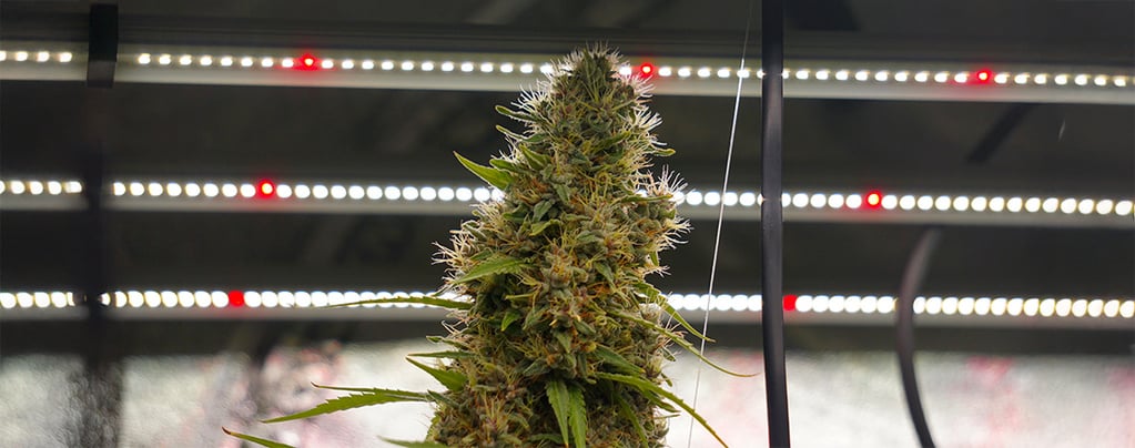 De quanta luz precisam as autoflorescentes?