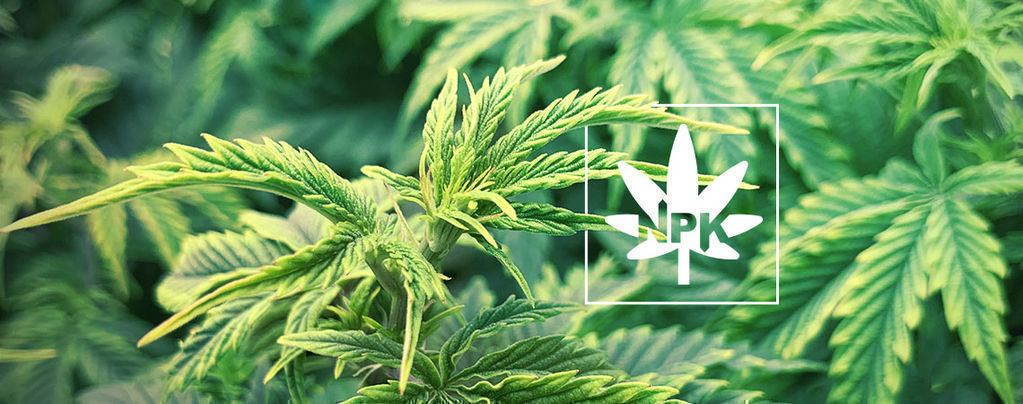 Tudo sobre nutrientes móveis e imóveles nas plantas