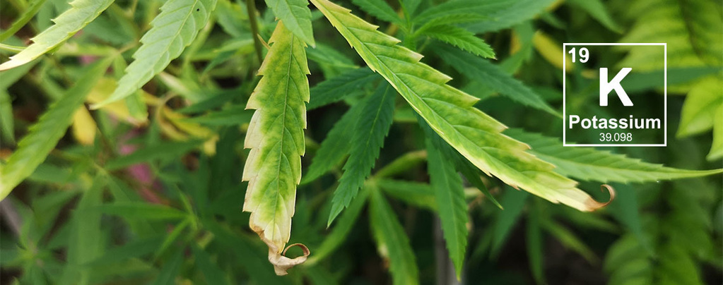 Carência de potássio nas plantas de canábis