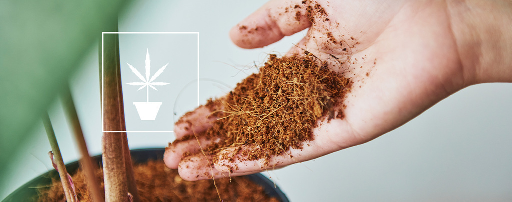 Tudo o que precisa de saber sobre cultivar cannabis em fibra de coco