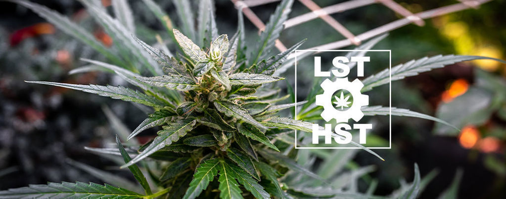 Como treinar canábis autoflorescente