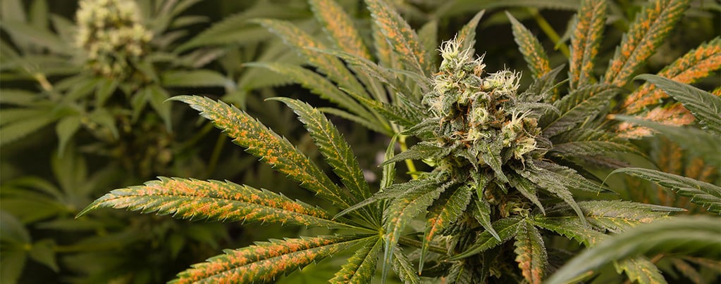 Deficiência de cálcio nas plantas de canábis