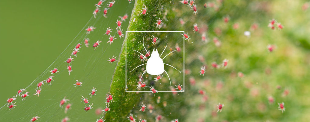 Como eliminar ácaros-aranha em plantas de cannabis