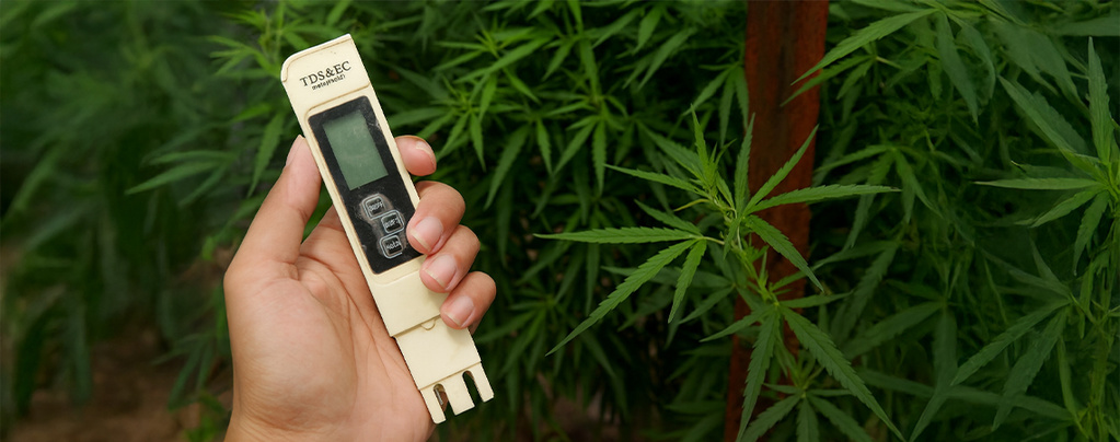 Melhor EC para canábis