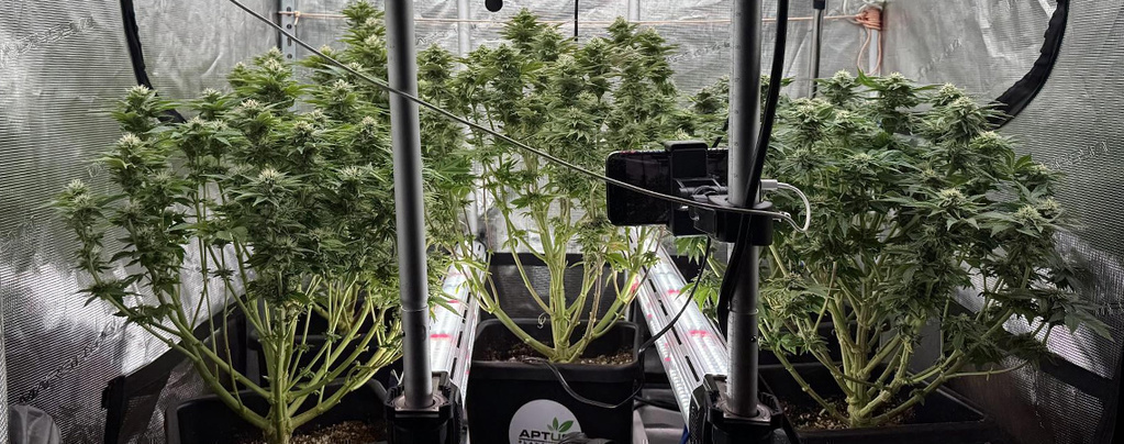 Iluminação intercalar na canábis: Vale a pena ou não?