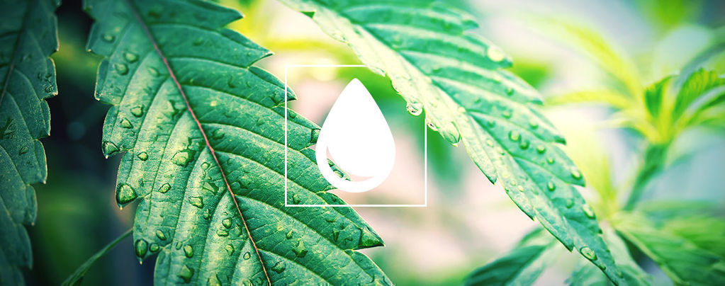 Como regar plantas de canábis