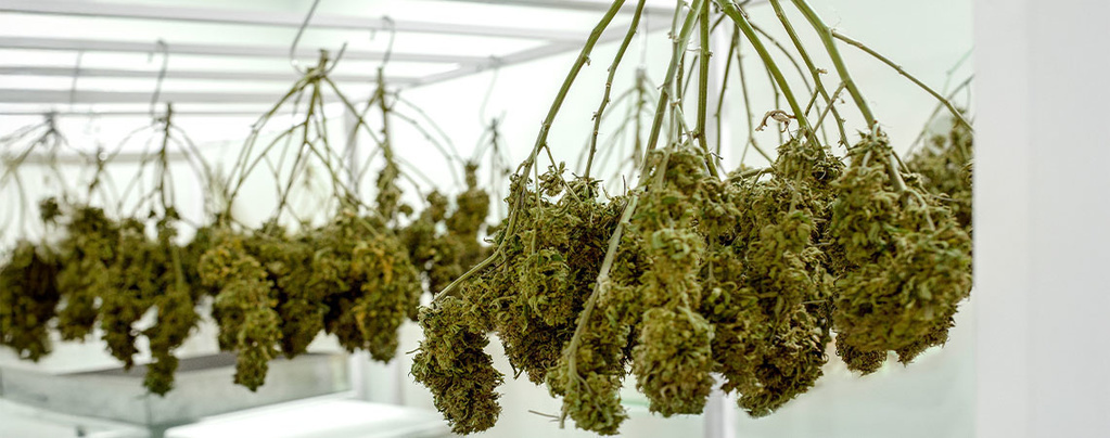 Como secar a sua canábis