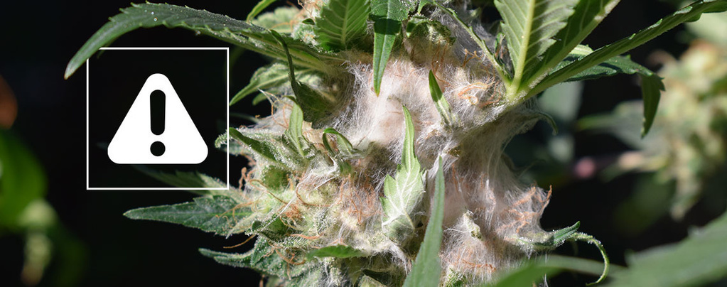 Como identificar e prevenir a podridão dos botões ao cultivar canábis