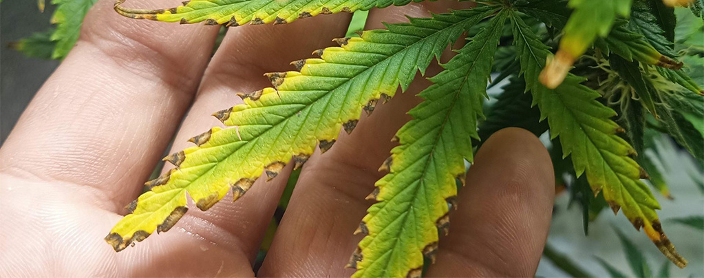 Excesso de nutrientes no cultivo de canábis: como identificar e recuperar as suas plantas