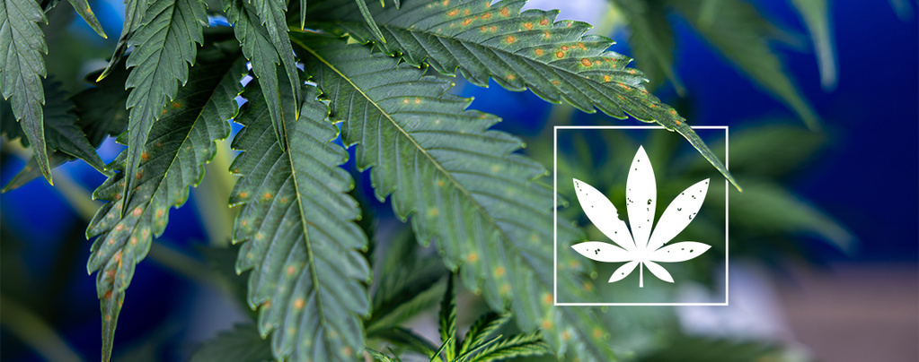 Manchas castanhas nas folhas de canábis: Guia de identificação