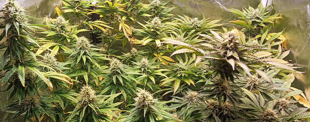 pH para canábis: Como medir e ajustar