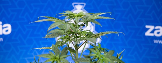 Porque é que as folhas da minha cannabis estão a enrolar para baixo?