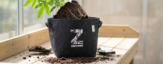 Quando e como transplantar plantas de canábis (guia completo)