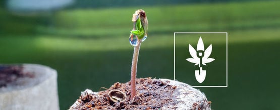 Como germinar sementes de canábis