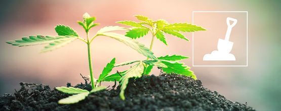 Tudo o que precisa de saber sobre cultivar canábis em solo