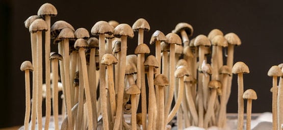 O que é o Panaeolus cyanescens?