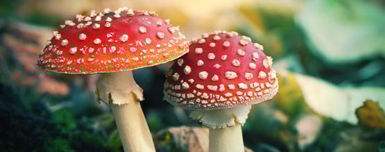 O que é Amanita muscaria?