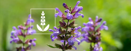 Salvia divinorum: tudo o que precisa de saber