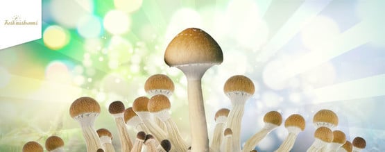 Como cultivar cogumelos frescos com kits