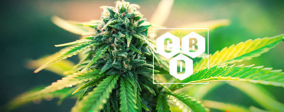 O que é o canabidiol (CBD)?