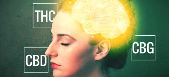 CBD, THC e CBG – Uma exploração dos canabinóides
