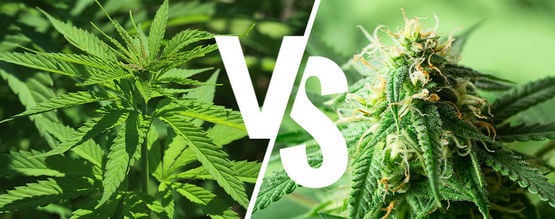 Indica vs sativa: Ainda faz diferença em 2025?