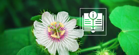 Passiflora: tudo o que precisa de saber