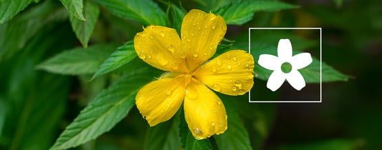 Como usar damiana: tudo o que precisa de saber