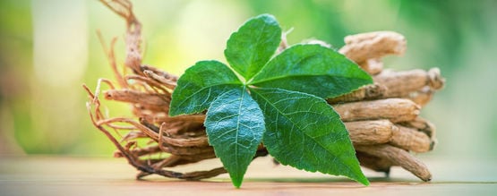 Fique a conhecer o ginseng