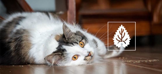 Catnip: tudo o que precisa de saber
