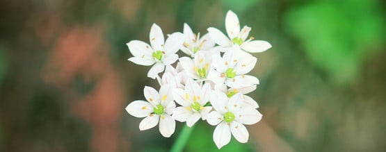 Uma análise detalhada à Silene Capensis e ao seu potencial para potenciar sonhos
