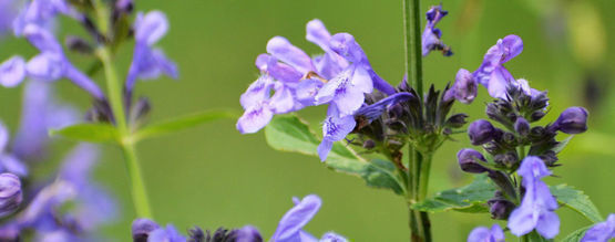 Skullcap: tudo o que precisa de saber