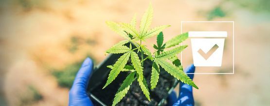 Seleccionar o recipiente adequado para as suas plantas de canábis