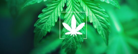 O que é a cannabis indica?