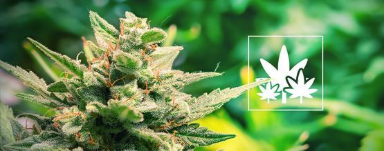 Aumentar a produção a partir das plantas-mãe