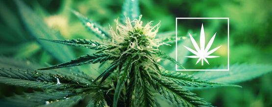 O que é a Cannabis Sativa?